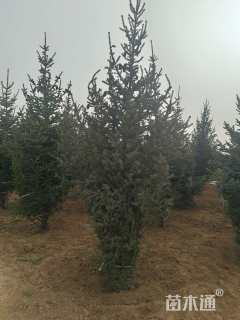 高度250厘米云杉