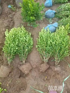 高度50厘米小叶女贞