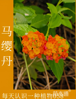 高度25厘米马缨丹
