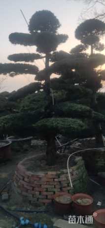 18公分罗汉松