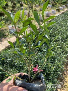 高度20厘米小叶栀子