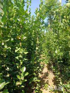 高度120厘米北海道黄杨