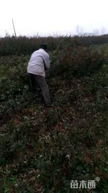 高度40厘米丰花月季