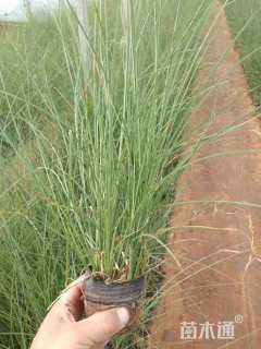 高度50厘米细叶芒