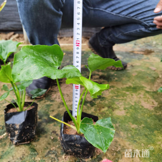 高度25厘米春羽