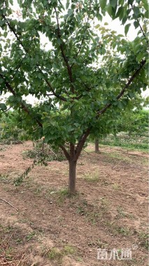 10公分杏树