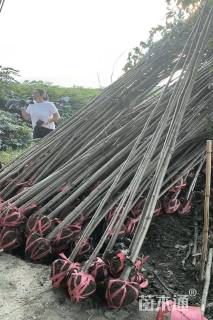 3公分鹅掌楸