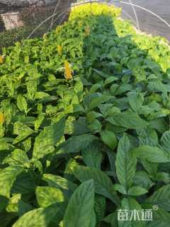 高度25厘米金苞花