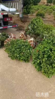 冠幅120厘米杜鹃球