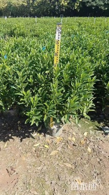 高度60厘米非洲茉莉