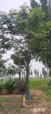 25公分黄山栾树