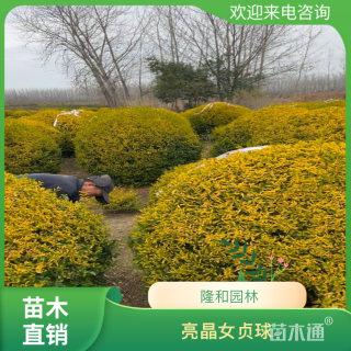 冠幅150厘米亮晶女贞球