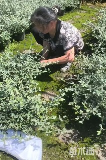 高度25厘米水果兰
