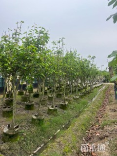 10公分梨树