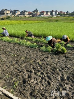 高度80厘米青叶芦竹