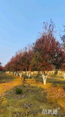 高度700厘米丛生三角枫