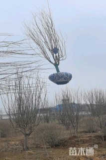 10公分西府海棠