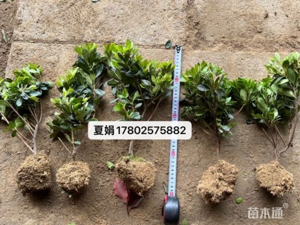 高度20厘米夏鹃