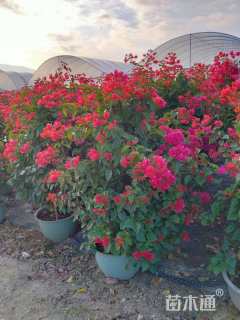 高度2200厘米三角梅