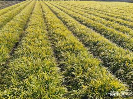 高度30厘米金叶石菖蒲