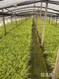 高度30厘米金叶石菖蒲