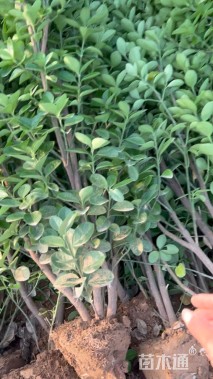 高度150厘米北海道黄杨