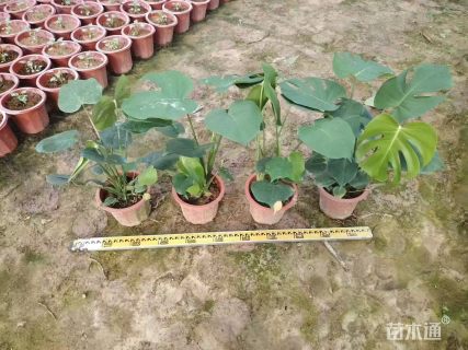 高度40厘米龟背竹