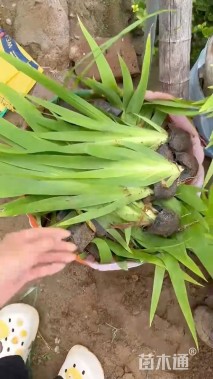 高度30厘米鸢尾