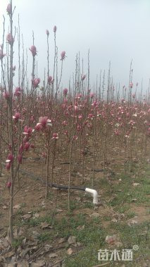 高度300厘米红玉兰