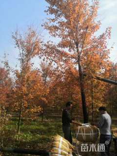 11公分美国红枫