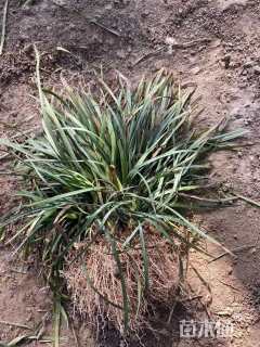 高度20厘米麦冬