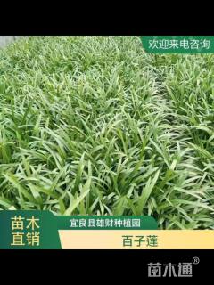 高度20厘米百子莲