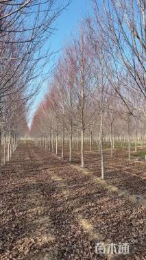 15公分美国红枫