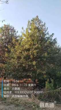 12公分娜塔栎