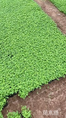 高度14厘米三叶草