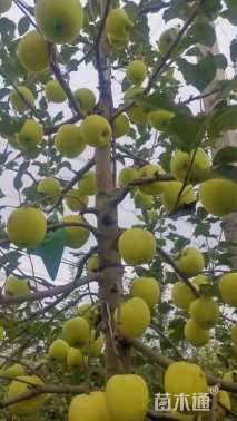 0.8公分苹果树