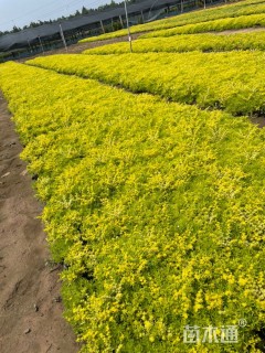 高度20厘米金叶佛甲草