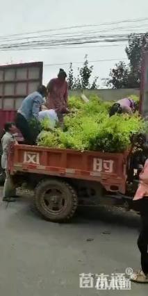 高度60厘米金叶榆小苗