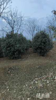 高度300厘米中华石楠