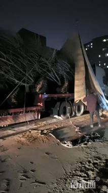 高度600厘米丛生五角枫