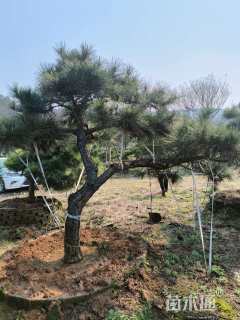 高度150厘米天鹅绒紫薇