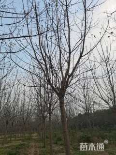 15公分金叶复叶槭