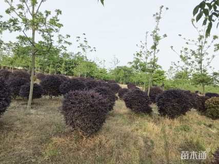 冠幅180厘米红花继木球