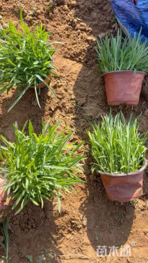 高度30厘米常夏石竹