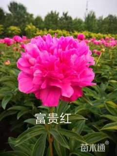 高度2厘米芍药