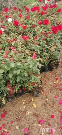 高度40厘米红帽月季