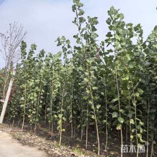 2公分杨树