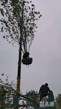 高度600厘米丛生白蜡