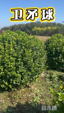 冠幅100厘米金叶榆球