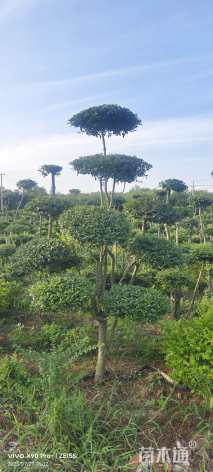 5公分造型小叶女贞